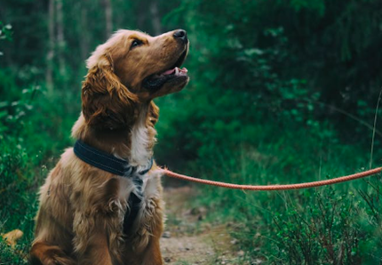 Cani abbandonati: cosa fare in caso di ritrovamento